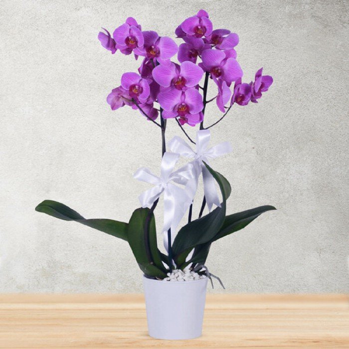 Taze Mor Orkide